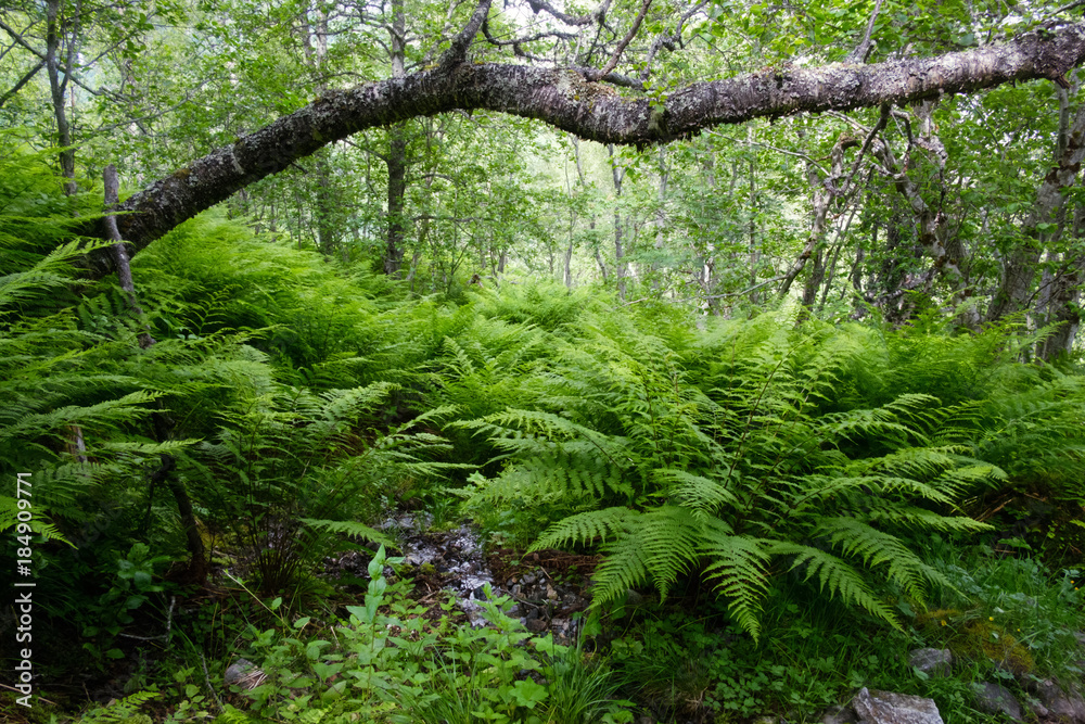 郁郁葱葱的北欧森林，蕨类植物丛。风景摄影，挪威，欧洲