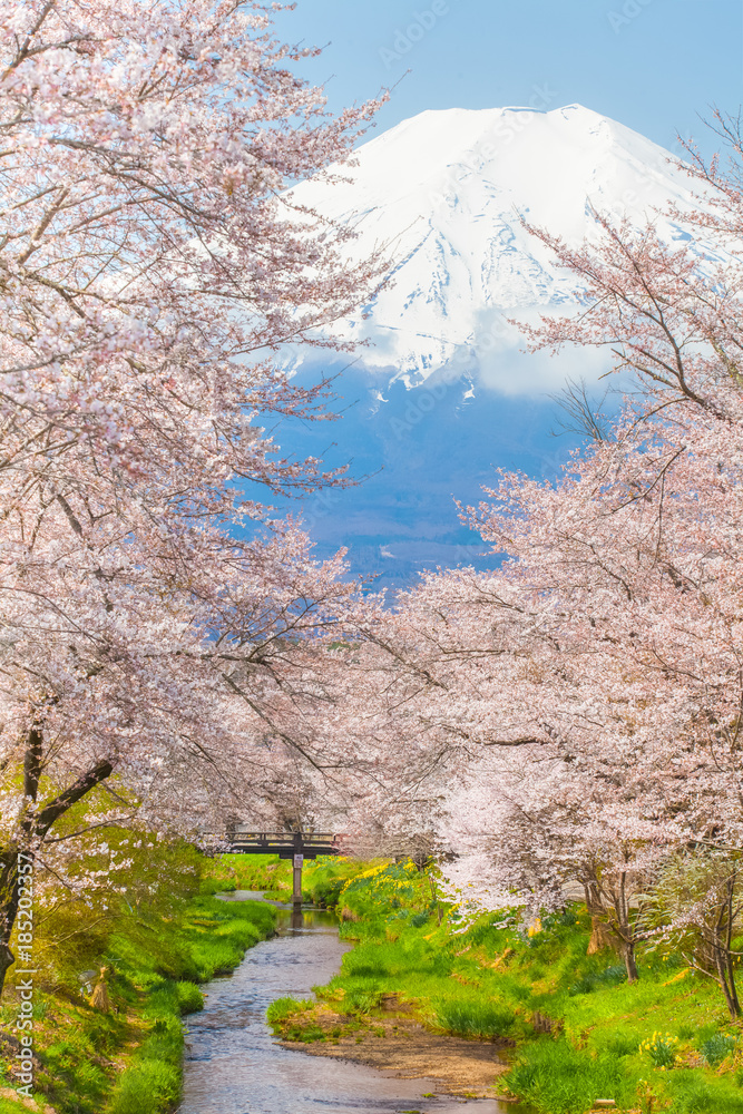 樱花树和富士山在春天的季节