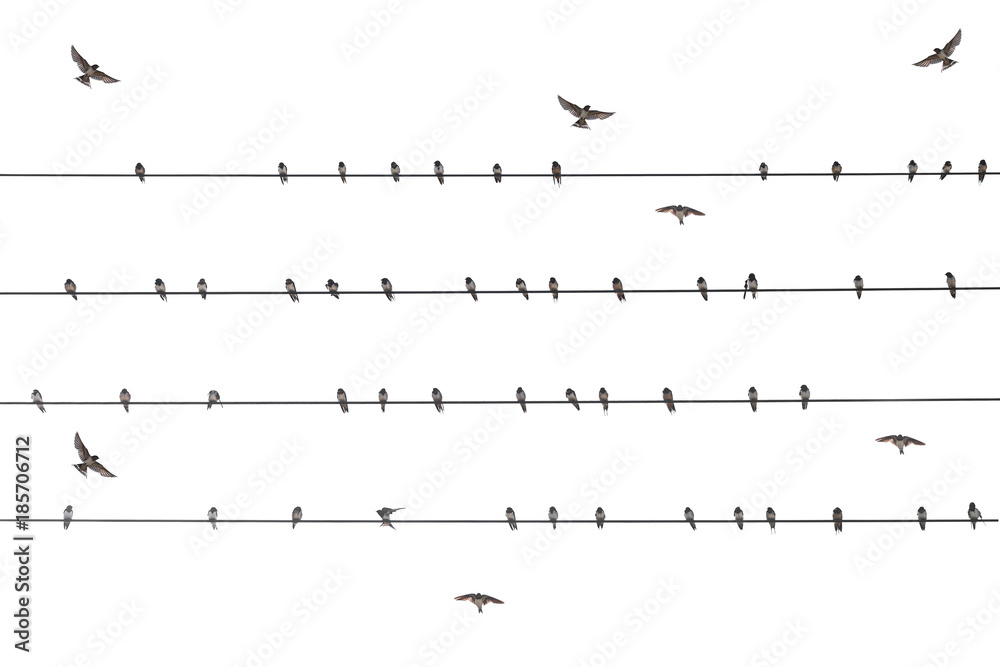 flock martin bird on wire electric isolate white background