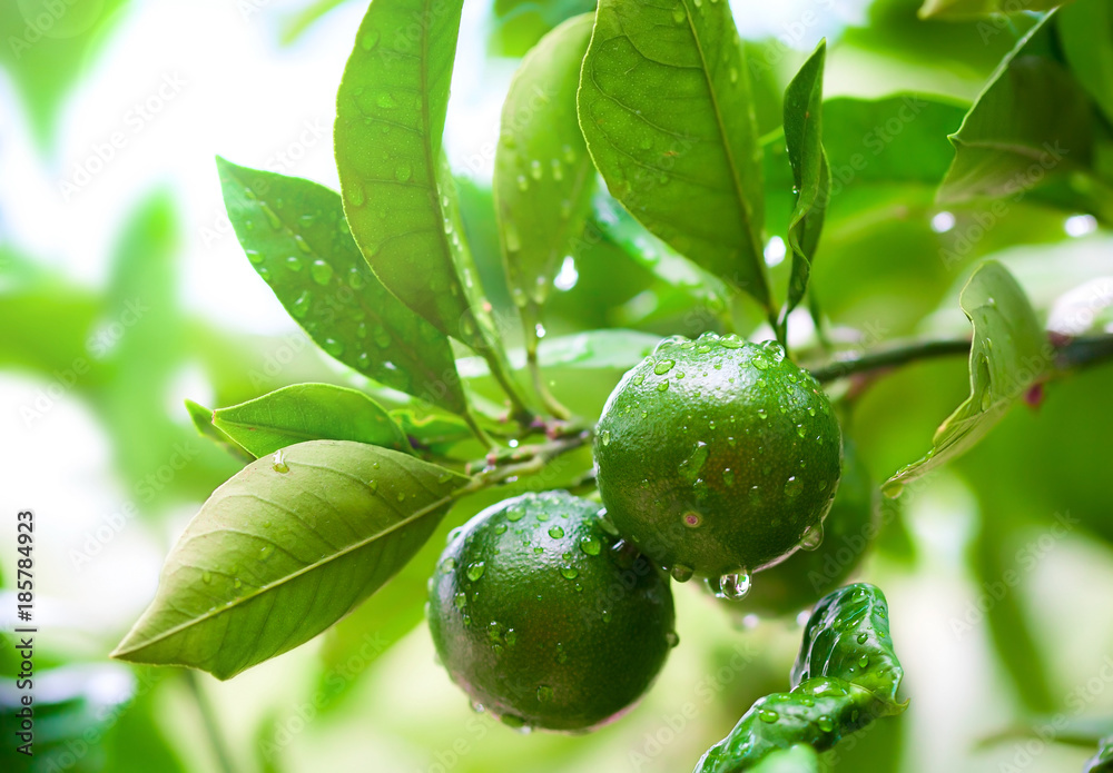 绿色酸橙与雨滴在树上的特写。绿色柑橘