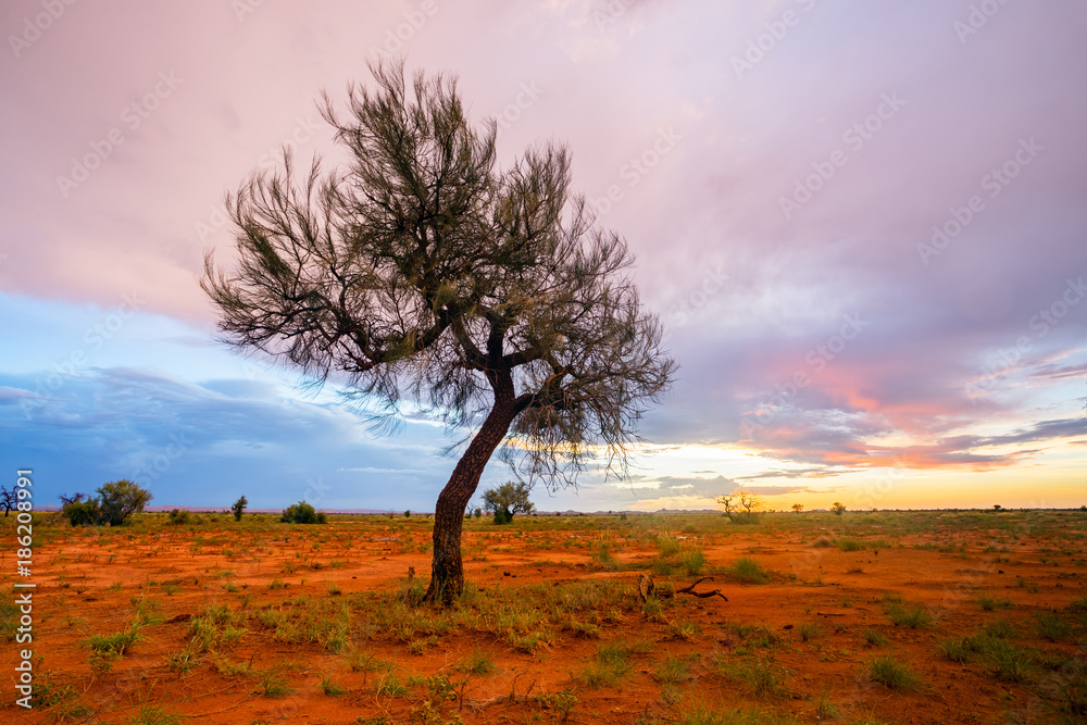 A lone Hakea tree during twilight hour in the Pilbara region of North Western Australia, near the mi