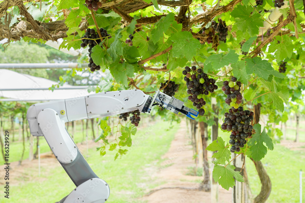 农业机器人辅助收割葡萄分析葡萄生长，智能农场概念