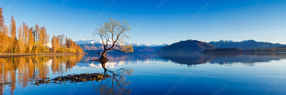 新西兰南岛瓦纳卡湖孤树全景景观照片。B