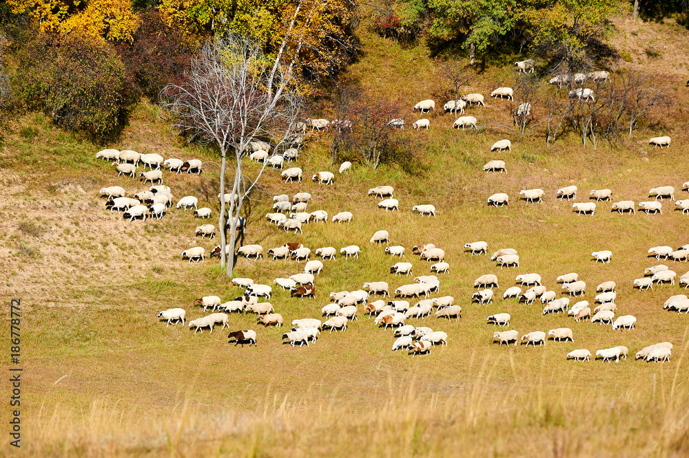 山坡上的羊群。