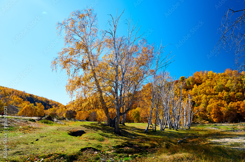 The autumn silver birch.