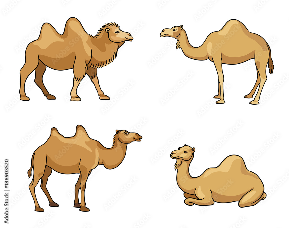 骆驼-矢量插图