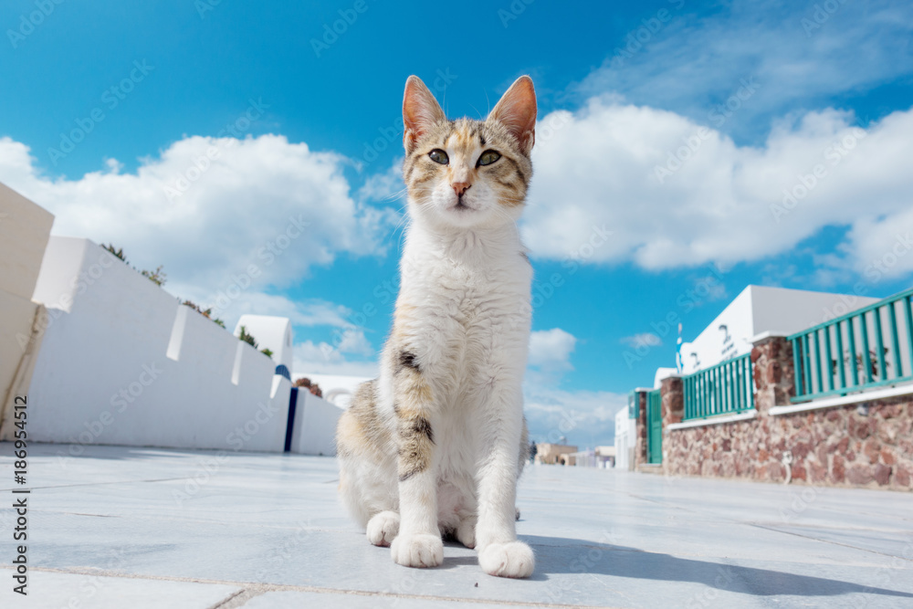 圣托里尼岛太阳城的猫