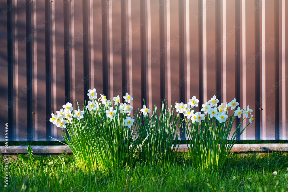 一个美丽的花坛，春天里有水仙花，在阳光下靠近围栏的花园里