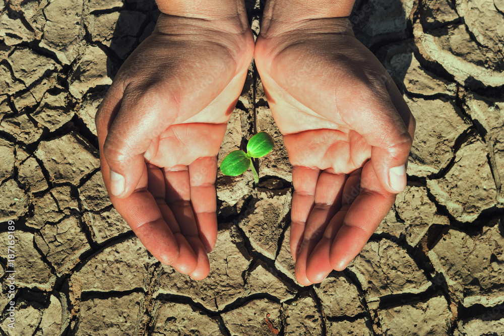 双手保护在土壤干旱中生长的年轻植物概念生态