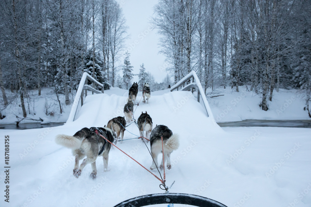 在寒冷的冬日，哈士奇们在白雪皑皑的北极地区奔跑，拉着雪橇。Rii
