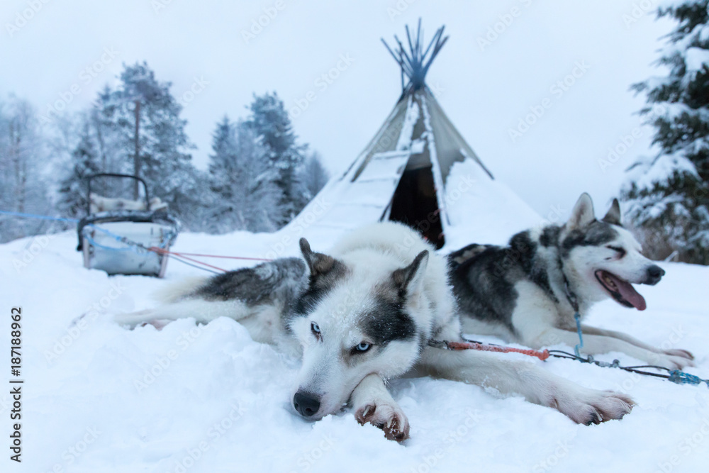 在一个白色的北极日，疲惫的哈士奇在雪地狗拉雪橇旅行后放松。Kuusamo Riisiunturi，