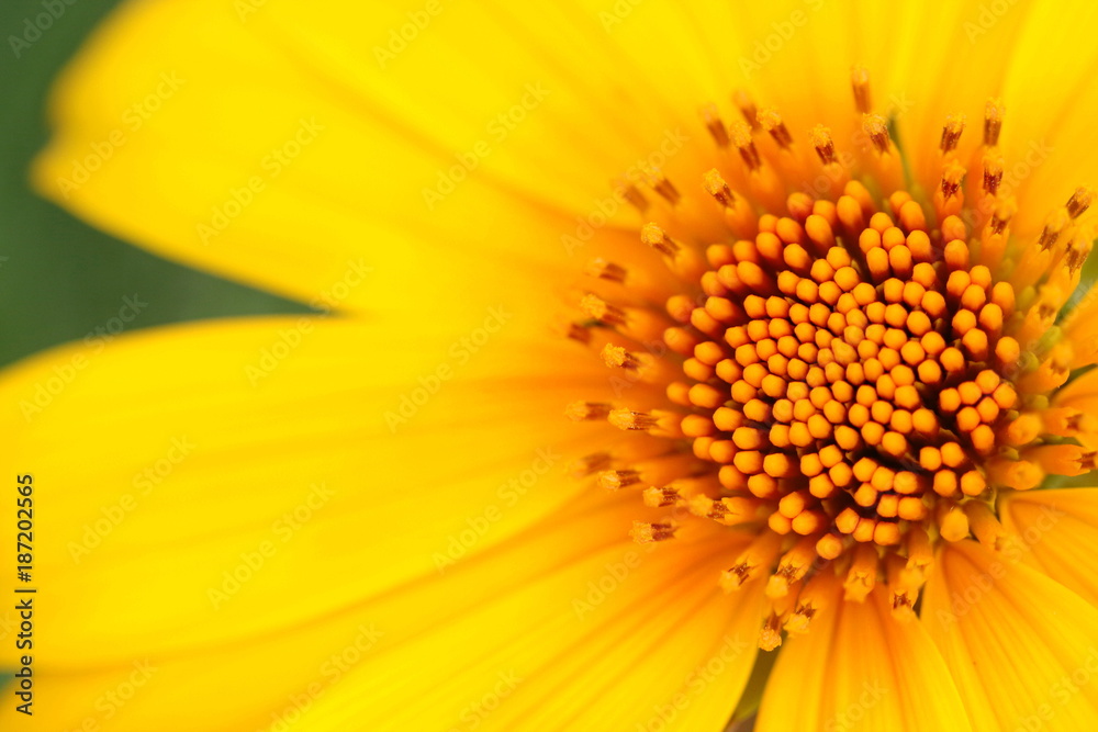 Close up isolated yellow mexican sunflower in the garden in Thailand look beautiful and fresh