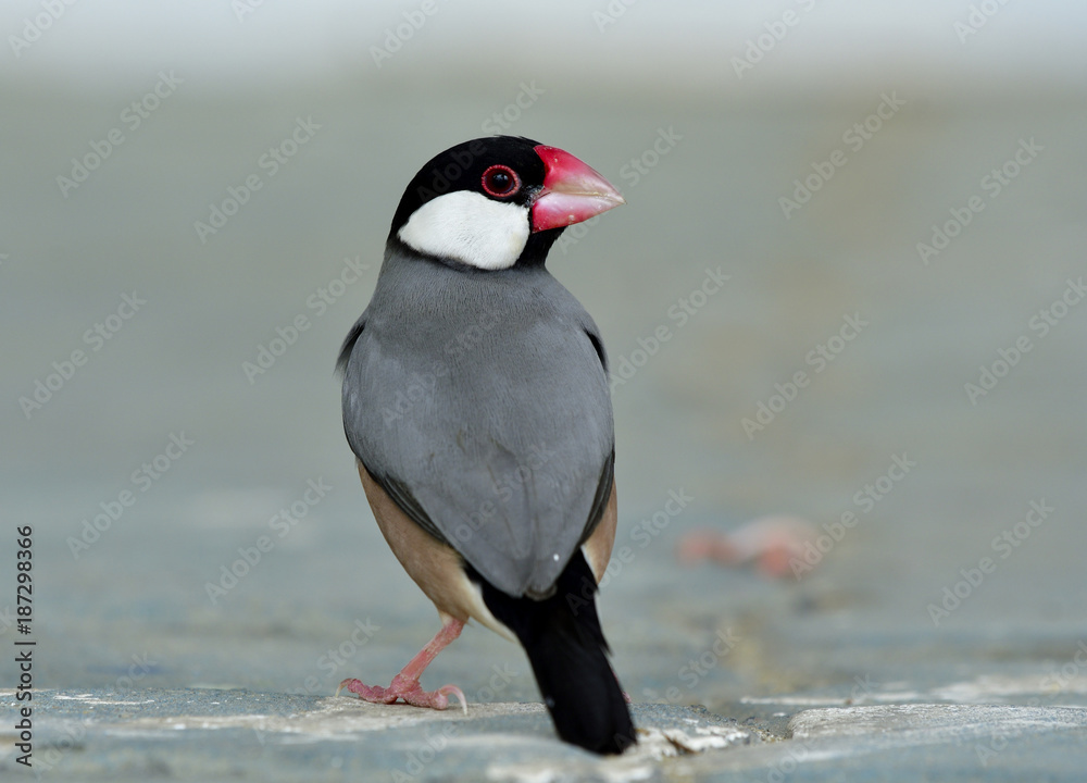 Adult of Java Sparrow (Lonchura oryzivora) fine grey birds with pink legs and bills standing on grou