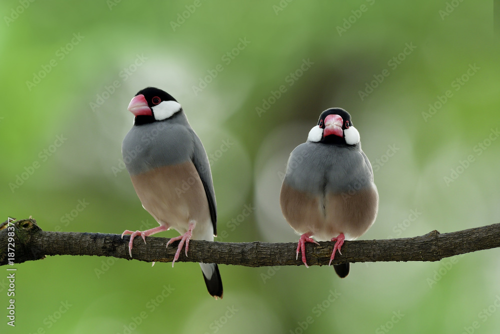 Animal in breeding season, Sweet pair of Java sparrow (Lonchura oryzivora) beautiful grey birds with