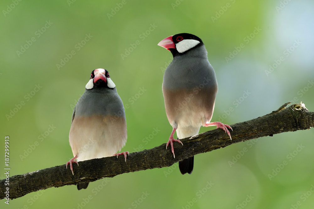 甜蜜的一对爪哇麻雀（Lonchura oryzivora）美丽的灰色鸟类，有粉红色的腿和喙栖息