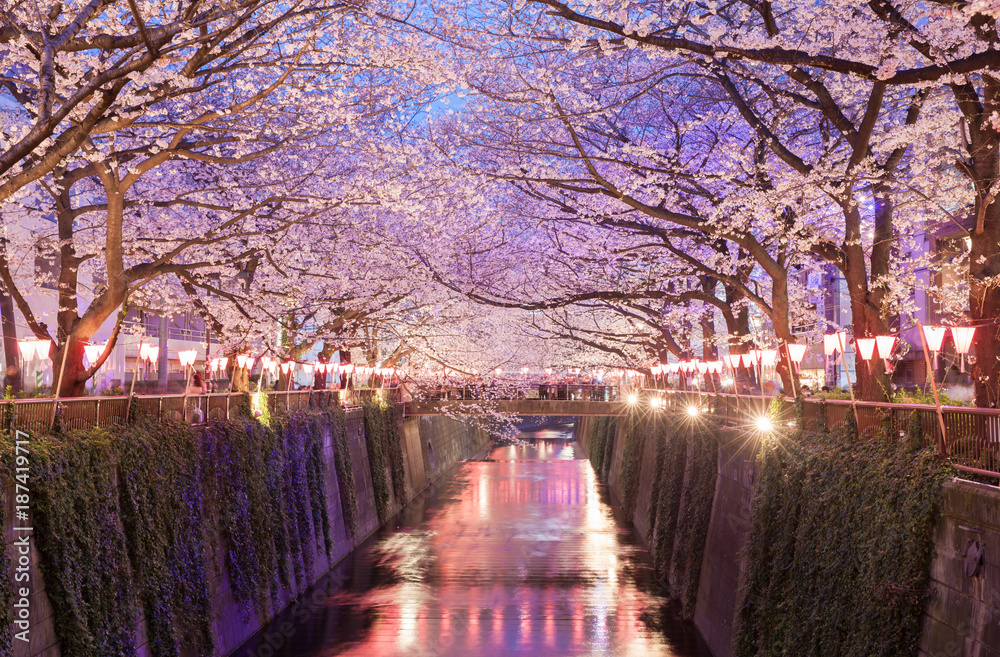 东京中目黑点亮的东京樱花