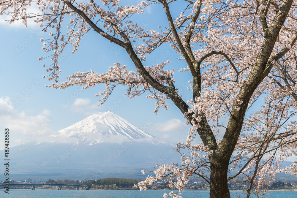日本春季川口湖樱花和富士山
