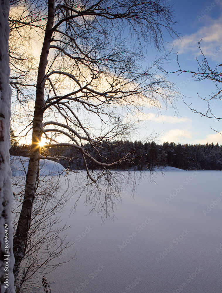 芬兰的冬季景观。阳光透过树枝照射。白雪覆盖的地面和湖泊