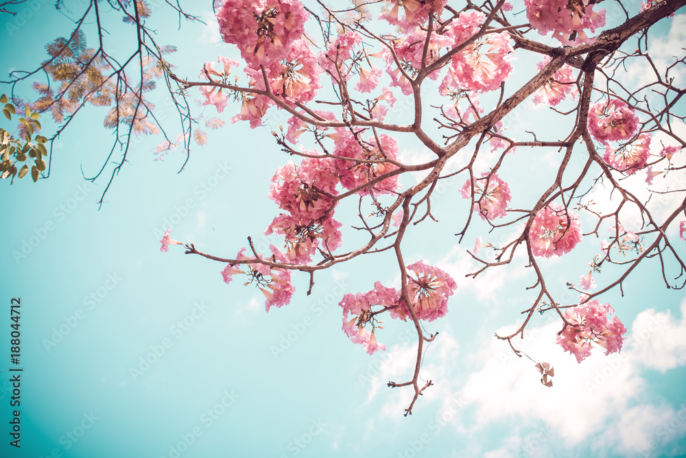 春天美丽的樱花。蓝天上的樱花。复古的颜色。