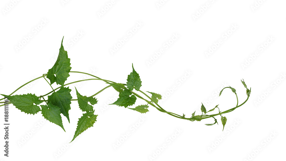 Green leaves wild climbing vine liana plant isolated on white background, clipping path included.