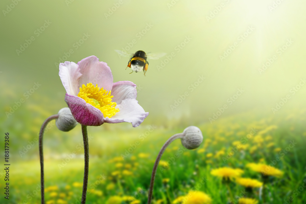 美丽的粉红色海葵花在春天的黄色草地上，飞翔的大黄蜂在柔软模糊的灯光下