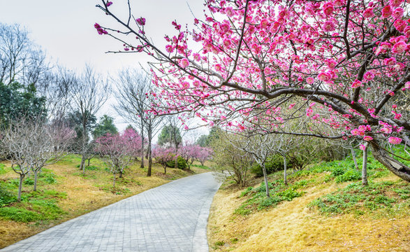 Plum Blossom in early spring. Located in Plum Blossom Hill, Purple Mountain of Nanjing, Jiangsu, China.