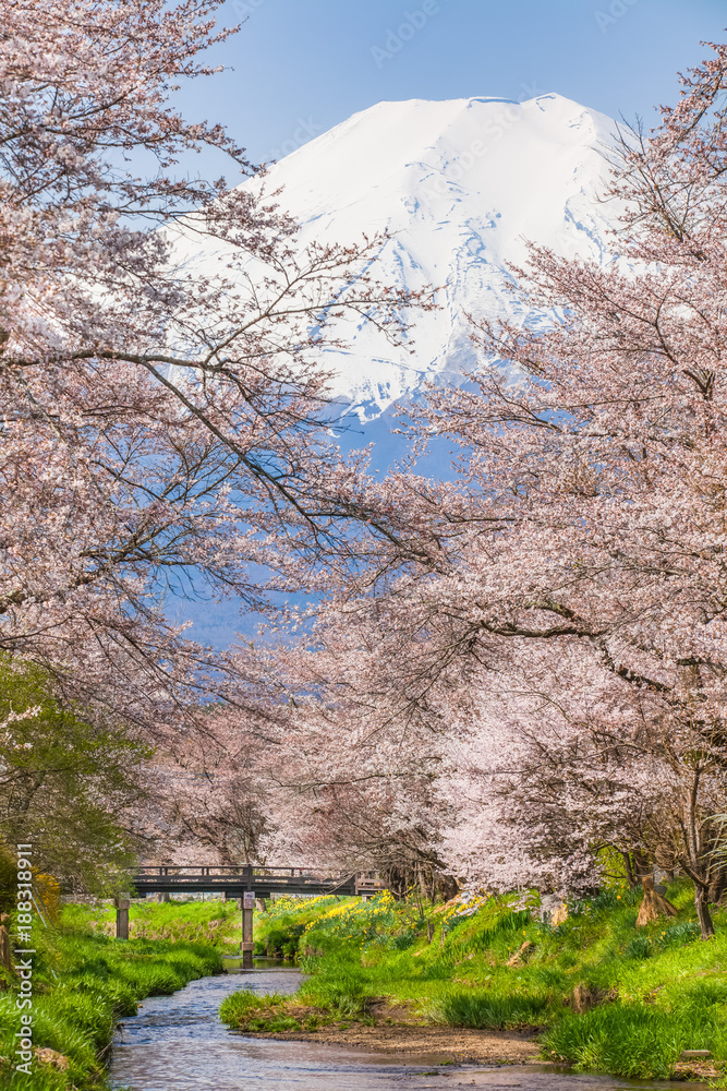 樱花树和富士山在春天的季节