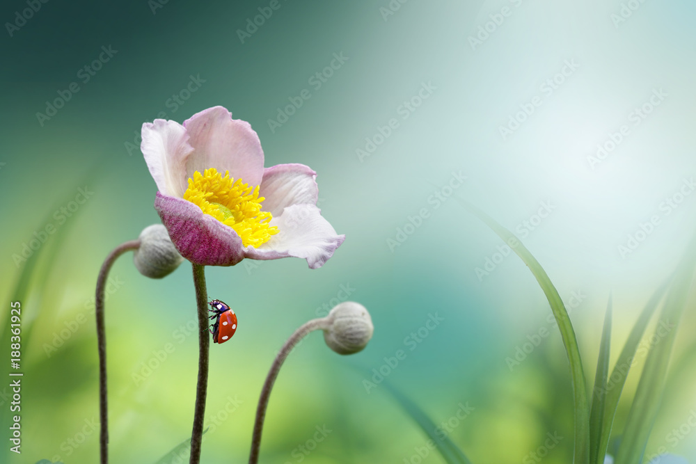 美丽的粉红色花朵海葵在大自然的清新春天早晨，瓢虫在模糊柔和的蓝色花丝上