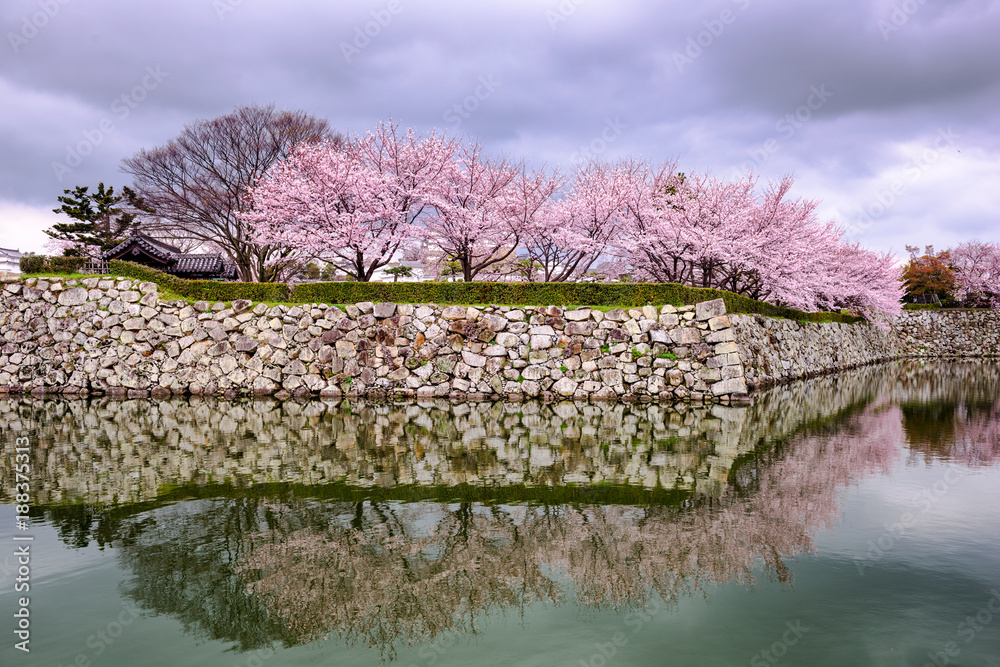 日本姬路春日樱花。