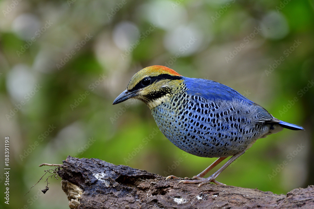 美丽的蓝鸟，黄色和红色的头，栖息在柔软的原木上，在森林里觅食，雄性o