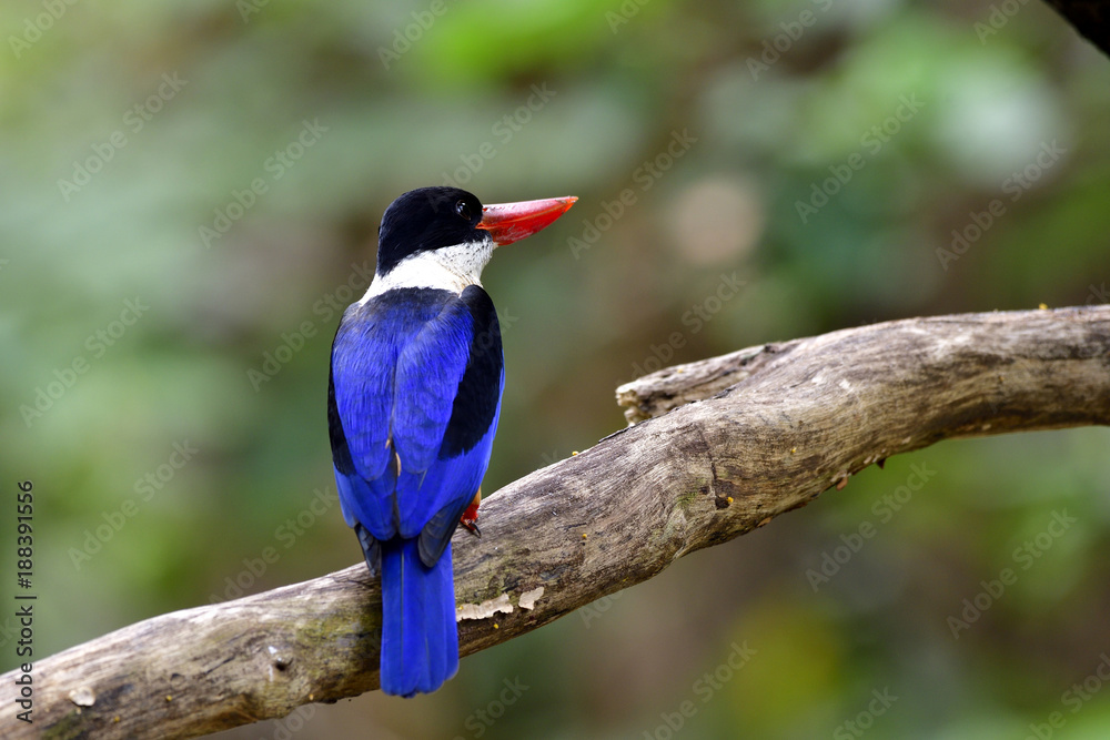 黑帽翠鸟美丽的蓝鸟栖息在大自然的树枝上，展现出它美丽的蓝背