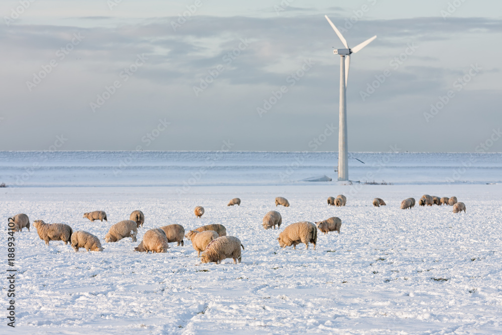 荷兰冬季景观，风力涡轮机和绵羊在白雪覆盖的草地上寻找草地
