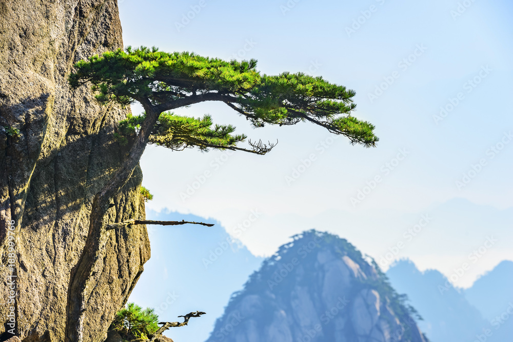 黄山松树。位于中国安徽省黄山市。