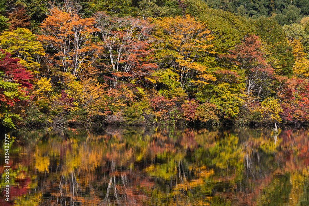 秋日长野县的白果美池塘