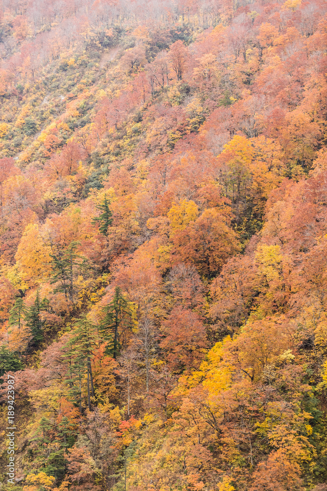 近距离观察山上的秋树