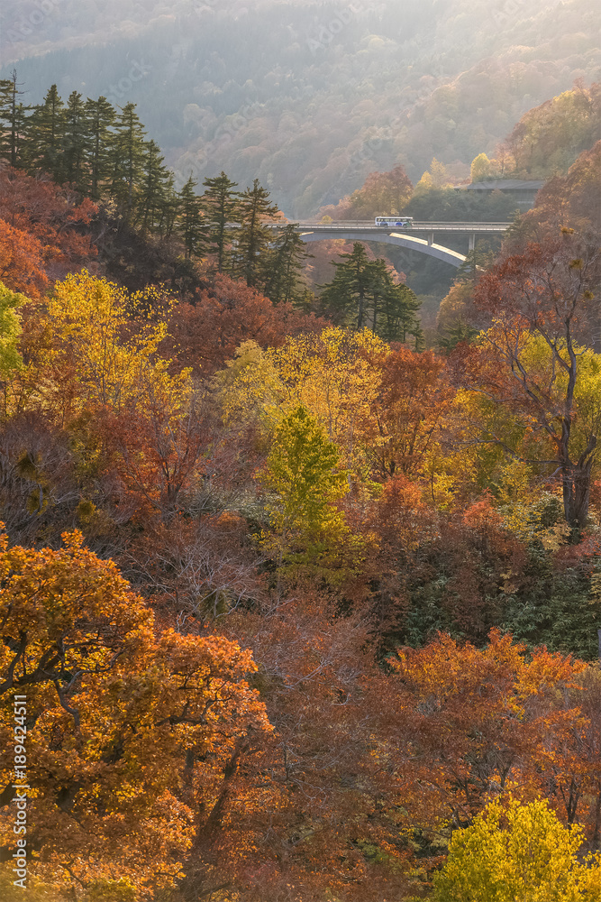 近距离观察山上的秋树