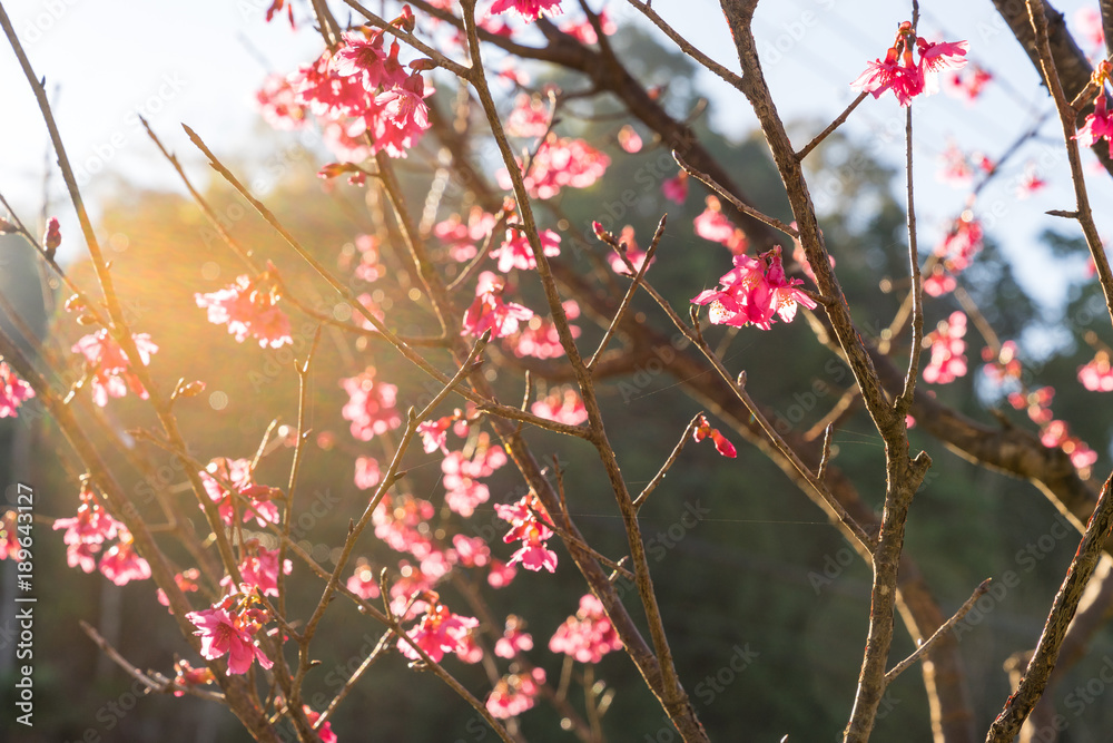 樱花或泰国樱花在冬季盛开