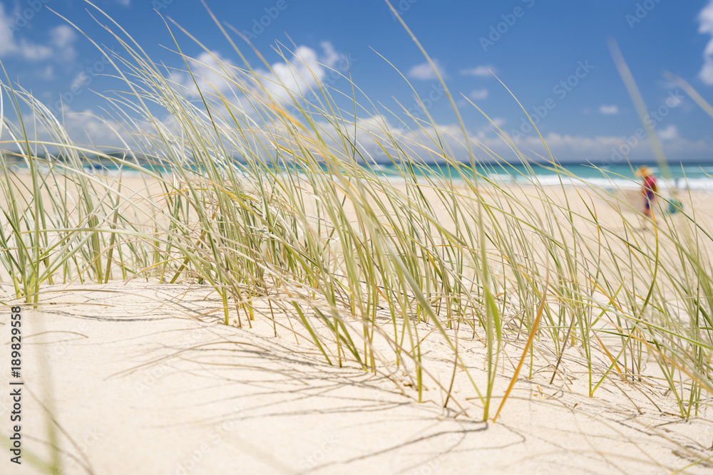 澳大利亚昆士兰黄金海岸Kirra海滩的海滩草特写。