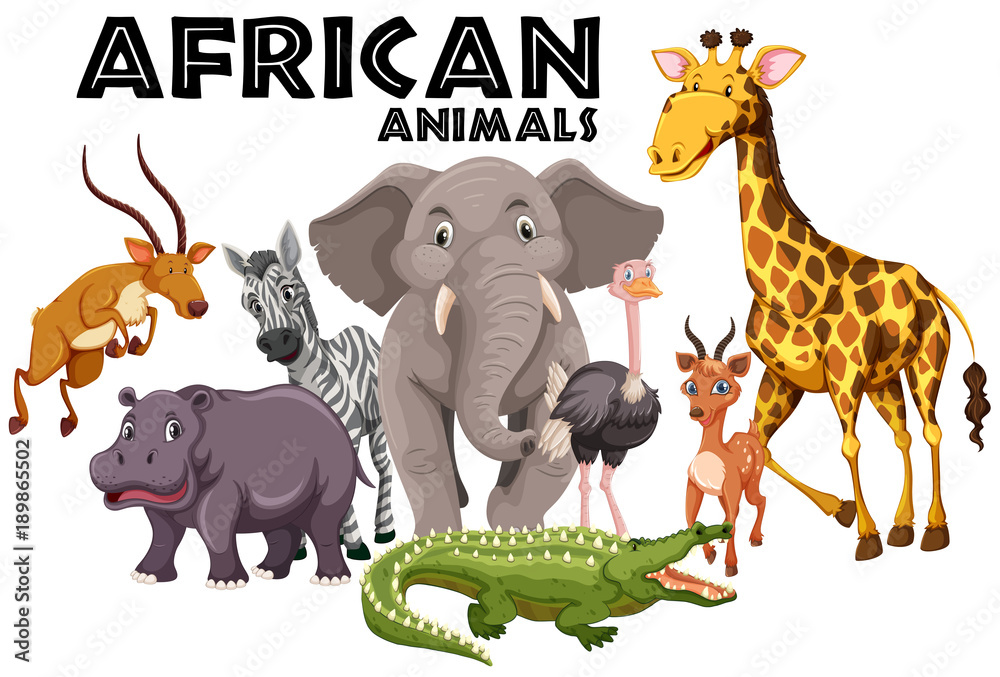 白色背景下的非洲动物