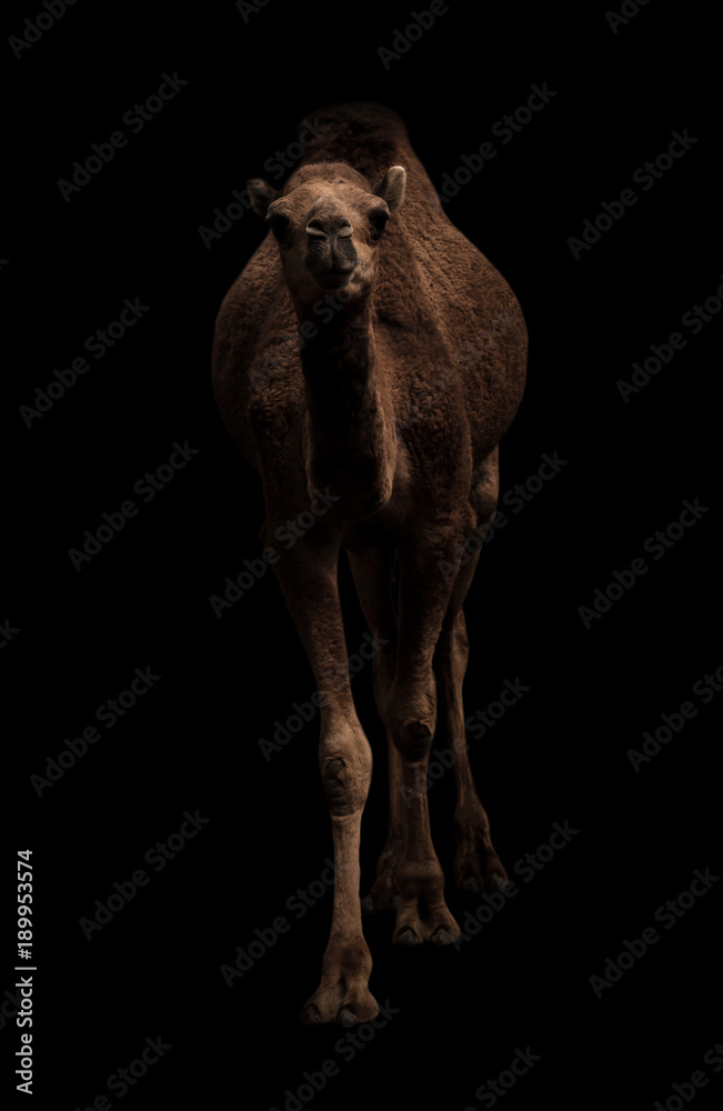 站在黑暗中的阿拉伯骆驼