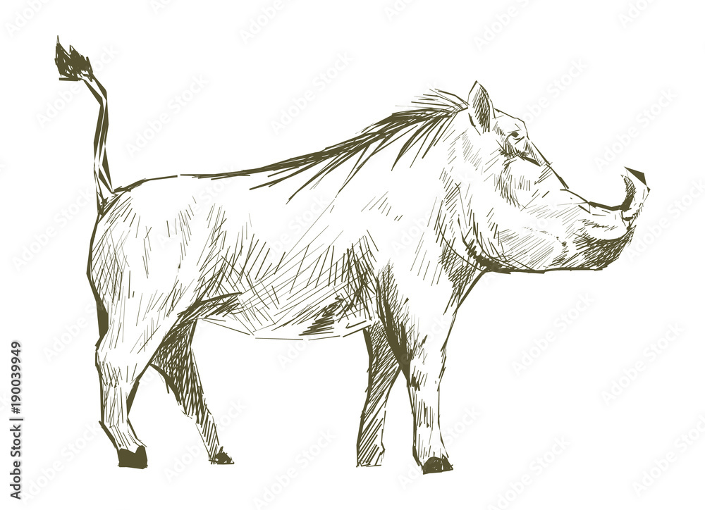 Illustration drawing style of pig