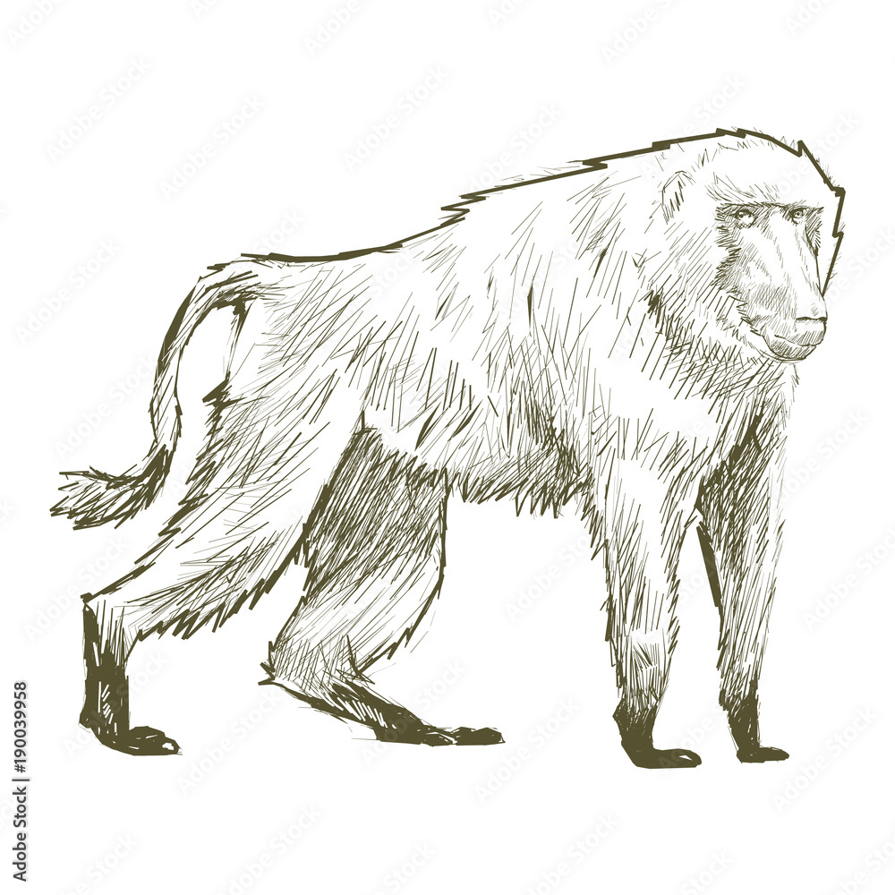 Illustration drawing style of monkey