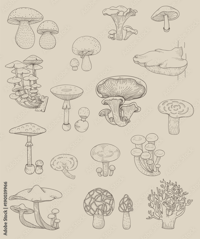 不同种类蘑菇的媒介
