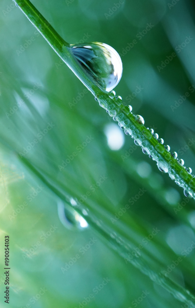 早上草丛中有一滴美丽的大水滴，宏观。清晨的草丛中有露水