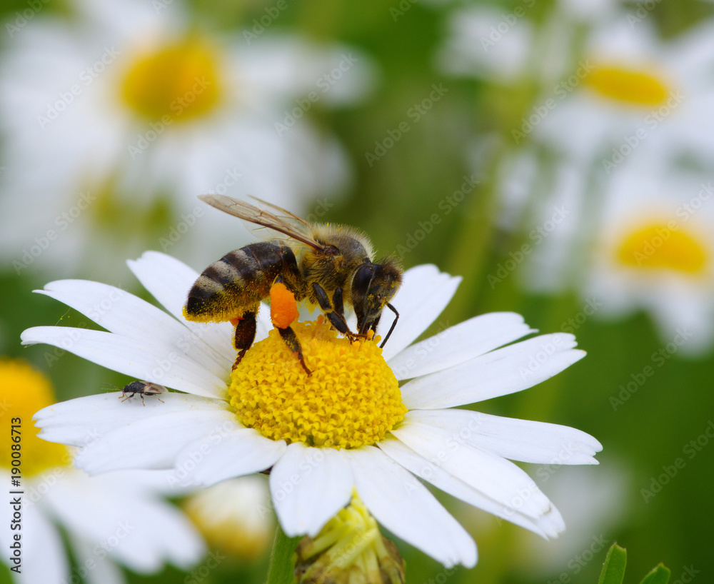 蜜蜂花粉篮满了