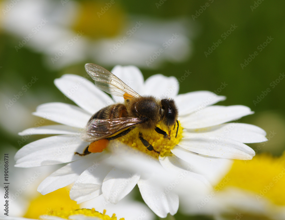 蜜蜂在花朵上工作