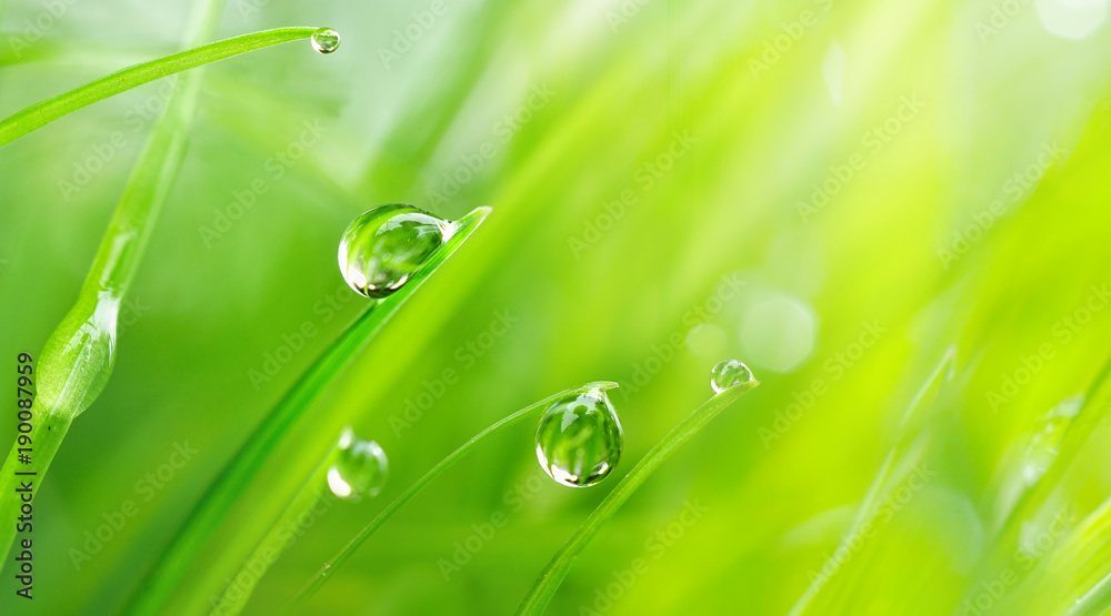 Beautiful large drops of fresh morning dew macro in nature. Drops transparent water  on grass. Sprin