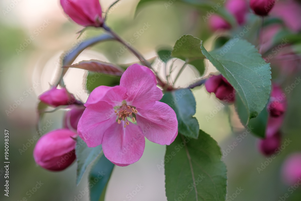 一个开着粉红色花朵的苹果枝条的宏观图像。选择性聚焦。