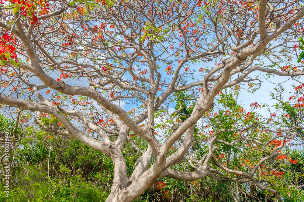 Delonix Regia is a tropical tree with red flowers, typical of Bali, also known as Flame Tree.
