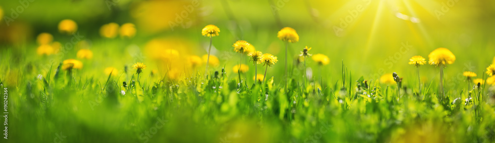 黄色蒲公英的绿色田野。地面上黄色春花的特写